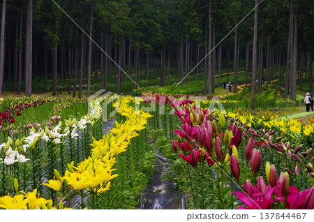 In the Tanigumi Lily Garden in Ibigawa Town, Gifu Prefecture, a riot of colorful lilies blooms in season. In the Tanigumi Lily Garden in Ibigawa Town, Gifu Prefecture, a riot of colorful lilies blooms in season. 137844467