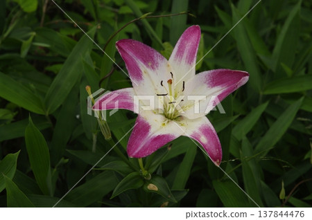 In the Tanigumi Lily Garden in Ibigawa Town, Gifu Prefecture, a riot of colorful lilies blooms in season. 137844476