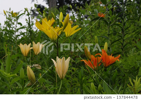 在岐阜縣飯比川町的谷組百合園，每到花期，五彩繽紛的百合花競相綻放。 137844478