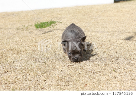 French bulldog 137845156