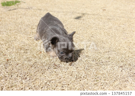 French bulldog French bulldog 137845157
