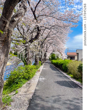 Row of Beautiful blooming cherry blossoms tree with Mount Fuji in the background and a Urui river in the foreground is a popular tourist spot in Fuji City, Shizuoka Japan. Row of Beautiful blooming cherry blossoms tree with Mount Fuji in the background and a Urui river in the foreground is a popular tourist spot in Fuji City, Shizuoka Japan. 137845268