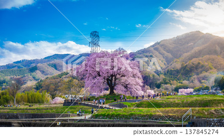 Wanizuka no Sakura large 330 year old cherry tree in full bloom is a symbol of Nirasaki, Yamanashi Japan. 137845274
