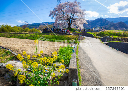 Yellow flower with walkway front of beautiful landscape of Wanitsuka no Sakura large 330 year old cherry tree in full bloom is a symbol of Nirasaki, Yamanashi Japan. Yellow flower with walkway front of beautiful landscape of Wanitsuka no Sakura large 330 year old cherry tree in full bloom is a symbol of Nirasaki, Yamanashi Japan. 137845301