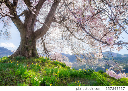 Wanizuka no Sakura large 330 year old cherry tree in full bloom is a symbol of Nirasaki, Yamanashi Japan. Wanizuka no Sakura large 330 year old cherry tree in full bloom is a symbol of Nirasaki, Yamanashi Japan. 137845337
