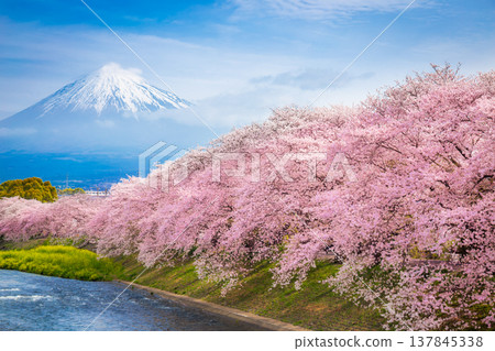 Beautiful blooming cherry blossoms with Mount Fuji in the background and a Urui river in the foreground is a popular tourist spot in Fuji City, Shizuoka Japan. Beautiful blooming cherry blossoms with Mount Fuji in the background and a Urui river in the foreground is a popular tourist spot in Fuji City, Shizuoka Japan. 137845338