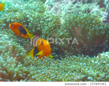 紅色馬鞍後面銀蓮花魚 紅色馬鞍後面銀蓮花魚 137845361