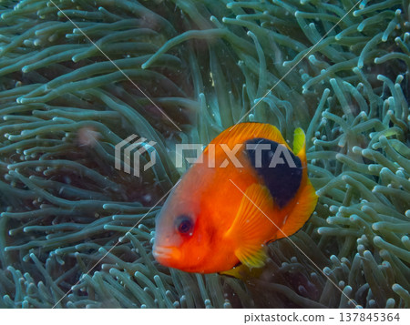 紅色馬鞍後面銀蓮花魚 紅色馬鞍後面銀蓮花魚 137845364