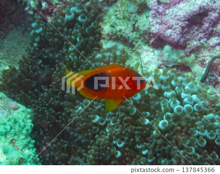 紅色馬鞍後面銀蓮花魚 137845366