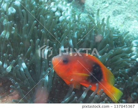 紅色馬鞍後面銀蓮花魚 137845367