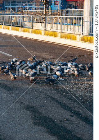 Pigeons gather on the street for food at a public area during daylight Pigeons gather on the street for food at a public area during daylight 137845405