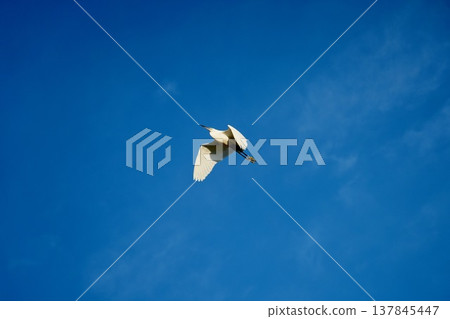 A heron in flight with its white wings spread against a vibrant blue background. 137845447