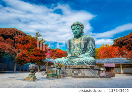 Daibutsu or Great Buddha of Kamakura in Kotokuin Temple at Kanagawa Prefecture Japan with leaves changing color It is an important landmark and a popular destination for tourists and pilgrims. 137845495