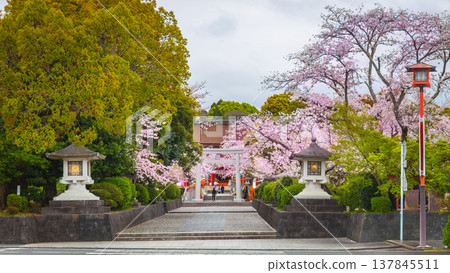 Cherry blossoms blooming in Fujisan Hongu Sengen Taisha Shinto Shrine at Fujinomiya famous shrine and landmark Shizuoka Japan 137845511