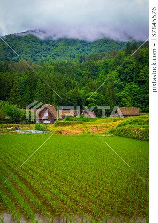Traditional and Historical Japanese village Shirakawago with Rice field in Gifu Prefecture Japan, Gokayama has been inscribed on the UNESCO World Heritage List is traditional Gassho-zukuri houses Traditional and Historical Japanese village Shirakawago with Rice field in Gifu Prefecture Japan, Gokayama has been inscribed on the UNESCO World Heritage List is traditional Gassho-zukuri houses 137845576