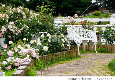 玫瑰盛開的花園，一張白色長椅 137845596