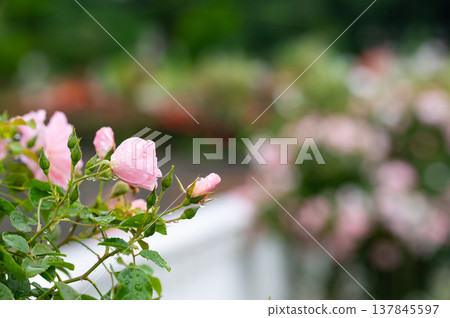Pink rose flowers are blooming in the rose garden Pink rose flowers are blooming in the rose garden 137845597