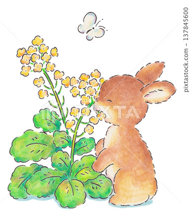 An illustration of a baby rabbit eating rapeseed flowers. An illustration of a baby rabbit eating rapeseed flowers. 137845600