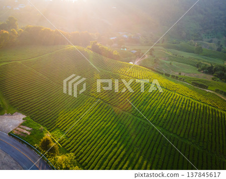 Landscape top view of tea plantation with sun light on mountain at Doi Mae Salong Chiang Rai, Thailand is Top tourist destinations and Landmark of Chiang Rai 137845617