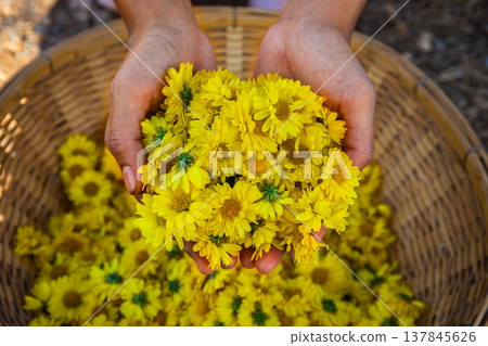 Hand holding a bunch of chrysanthemum flowers in a basket, preparing to make tea. 137845626