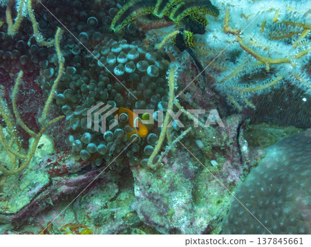 Red saddleback anemonefish juvenile 137845661