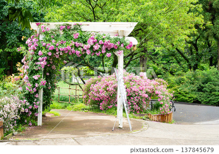 A beautiful rose arch in the rose garden 137845679