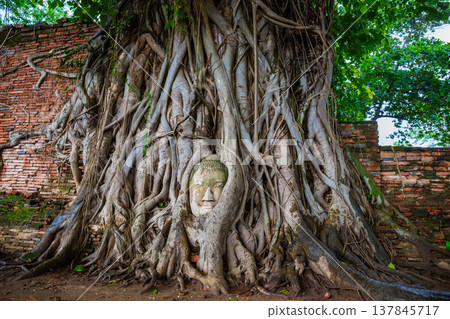 Head of Buddha statue in rainy day at the tree roots at Historical Park Wat Mahathat, Ayutthaya, Thailand. Head of Buddha statue in rainy day at the tree roots at Historical Park Wat Mahathat, Ayutthaya, Thailand. 137845717