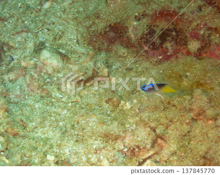 羅蘭雀鯛幼魚 羅蘭雀鯛幼魚 137845770