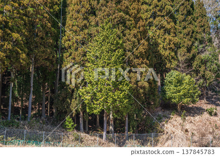Forests in Nishi-Asai-cho, Oku-Biwako, Nagahama City, Shiga Prefecture Forests in Nishi-Asai-cho, Oku-Biwako, Nagahama City, Shiga Prefecture 137845783
