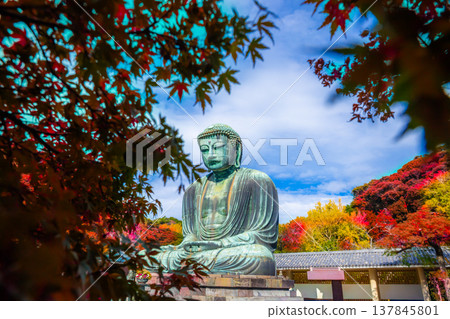 Daibutsu or Great Buddha of Kamakura in Kotokuin Temple at Kanagawa Prefecture Japan with leaves changing color It is an important landmark and a popular destination for tourists and pilgrims. 137845801