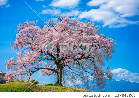 Wanitsuka no Sakura large 330 year old cherry tree in full bloom is a symbol of Nirasaki, Yamanashi Japan. 137845803
