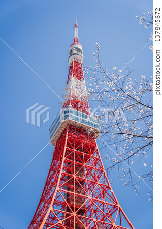 Tokyo Tower and cherry blossoms stand out against a clear blue sky in Minato Ward, Tokyo. Tokyo Tower and cherry blossoms stand out against a clear blue sky in Minato Ward, Tokyo. 137845872