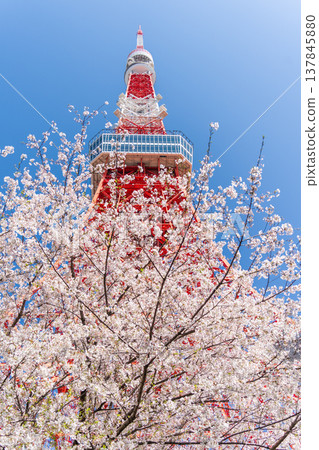 在東京港區，東京鐵塔和櫻花在湛藍的天空映襯下格外醒目。 137845880