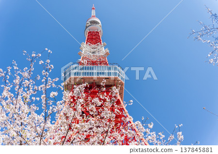 在東京港區，東京鐵塔和櫻花在湛藍的天空映襯下格外醒目。 137845881