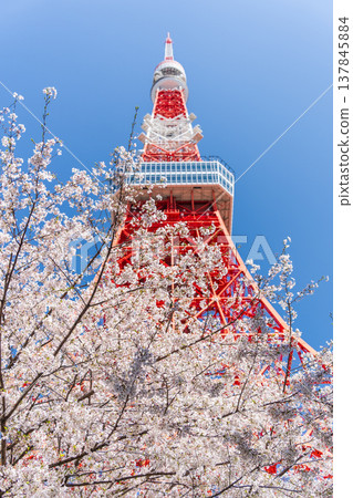 Tokyo Tower and cherry blossoms stand out against a clear blue sky in Minato Ward, Tokyo. Tokyo Tower and cherry blossoms stand out against a clear blue sky in Minato Ward, Tokyo. 137845884