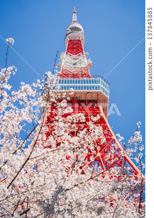 Tokyo Tower and cherry blossoms stand out against a clear blue sky in Minato Ward, Tokyo. Tokyo Tower and cherry blossoms stand out against a clear blue sky in Minato Ward, Tokyo. 137845885