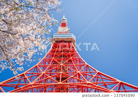 在東京港區,東京鐵塔和櫻花在湛藍的天空映襯下格外醒目。 在東京港區,東京鐵塔和櫻花在湛藍的天空映襯下格外醒目。 137845890