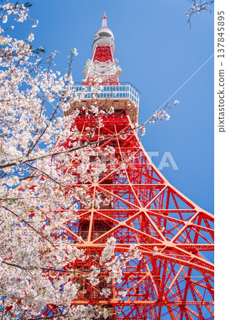 Tokyo Tower and cherry blossoms stand out against a clear blue sky in Minato Ward, Tokyo. 137845895