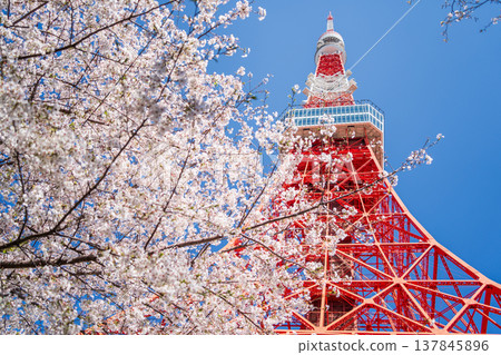 在東京港區,東京鐵塔和櫻花在湛藍的天空映襯下格外醒目。 在東京港區,東京鐵塔和櫻花在湛藍的天空映襯下格外醒目。 137845896