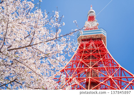 Tokyo Tower and cherry blossoms stand out against a clear blue sky in Minato Ward, Tokyo. Tokyo Tower and cherry blossoms stand out against a clear blue sky in Minato Ward, Tokyo. 137845897