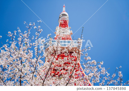 Tokyo Tower and cherry blossoms stand out against a clear blue sky in Minato Ward, Tokyo. 137845898