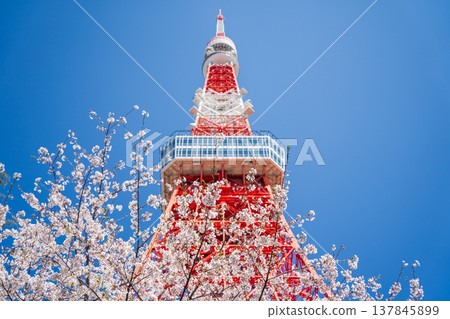 在東京港區,東京鐵塔和櫻花在湛藍的天空映襯下格外醒目。 在東京港區,東京鐵塔和櫻花在湛藍的天空映襯下格外醒目。 137845899