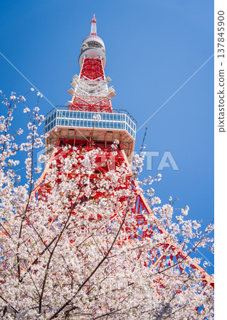 在東京港區,東京鐵塔和櫻花在湛藍的天空映襯下格外醒目。 在東京港區,東京鐵塔和櫻花在湛藍的天空映襯下格外醒目。 137845900
