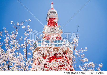 Tokyo Tower and cherry blossoms stand out against a clear blue sky in Minato Ward, Tokyo. 137845902