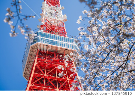 在東京港區,東京鐵塔和櫻花在湛藍的天空映襯下格外醒目。 在東京港區,東京鐵塔和櫻花在湛藍的天空映襯下格外醒目。 137845910