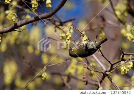 A Japanese white-eye sipping nectar from a Japanese witch hazel flower. A Japanese white-eye sipping nectar from a Japanese witch hazel flower. 137845973