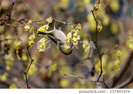 一隻繡眼鳥正在吸食金縷梅花的花蜜。 一隻繡眼鳥正在吸食金縷梅花的花蜜。 137845974