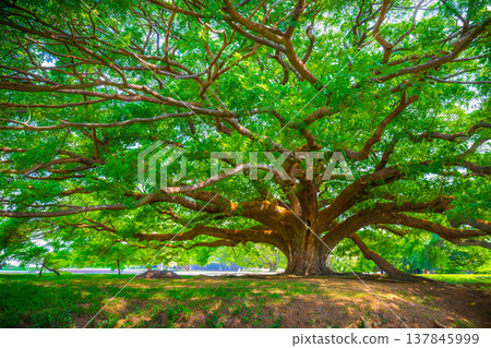 A Giant Rain Tree (Chamchuri Tree), Kanchanaburi District, Thailand or Giant Monkey Pod Tree with many tourists come to visit in Kanchanaburi, Thailand A Giant Rain Tree (Chamchuri Tree), Kanchanaburi District, Thailand or Giant Monkey Pod Tree with many tourists come to visit in Kanchanaburi, Thailand 137845999