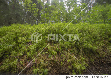 Fresh Green Moss Texture in Wild Forest with Copy Space 137846044
