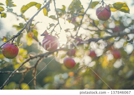 Sunlight through red apples on tree with golden lens flare and copy space Sunlight through red apples on tree with golden lens flare and copy space 137846067